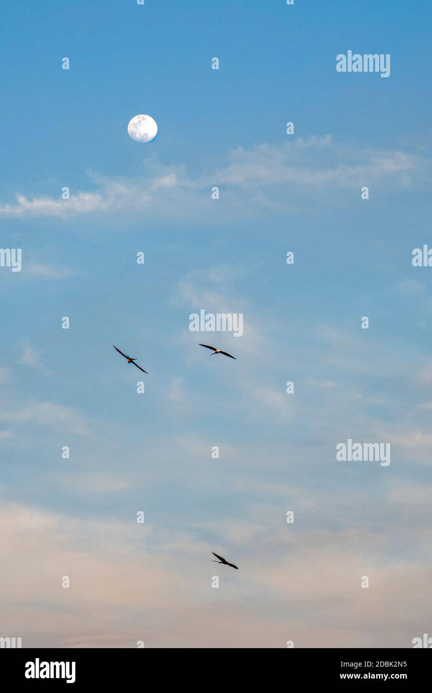 Three kites flying against sky with full moon, Okefenokee Swamp, Florida, USA Stock Photo