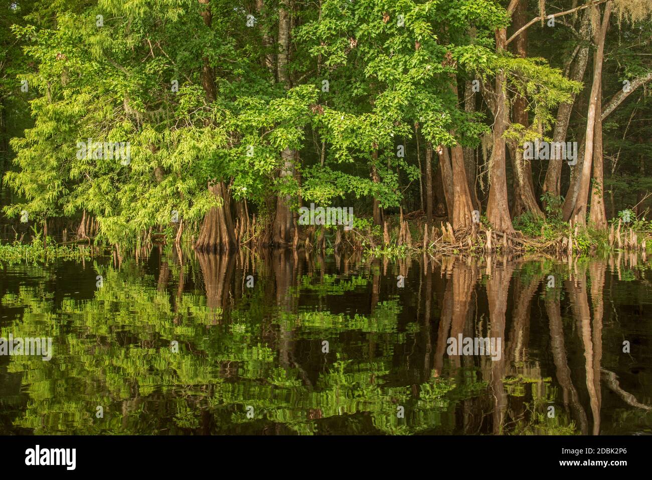 Santa Fe river, Florida, USA Stock Photo Alamy