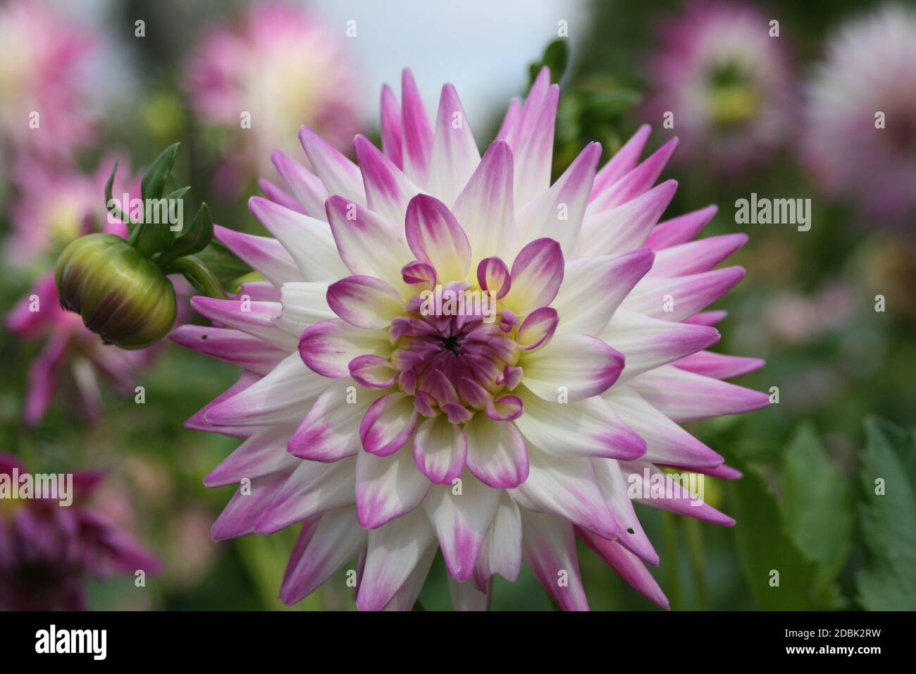 Dahlia insects hi-res stock photography and images - Alamy