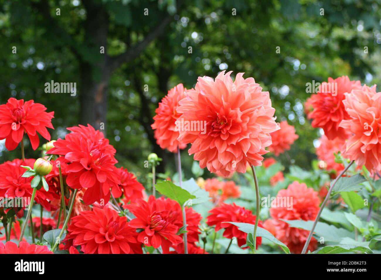 Dahlia insects hi-res stock photography and images - Alamy