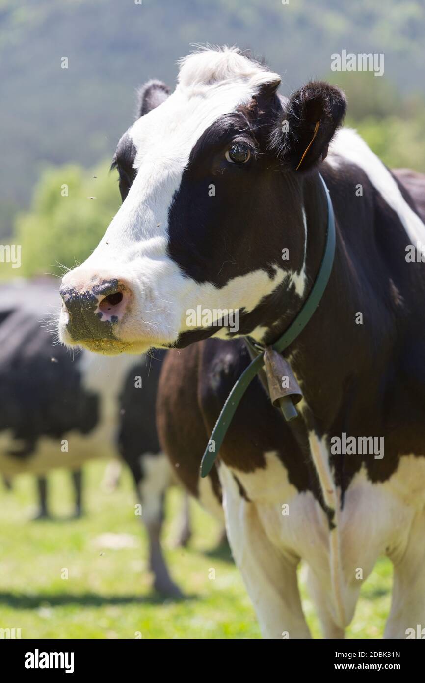 Friesian cows grazing in a green green meadows Stock Photo - Alamy