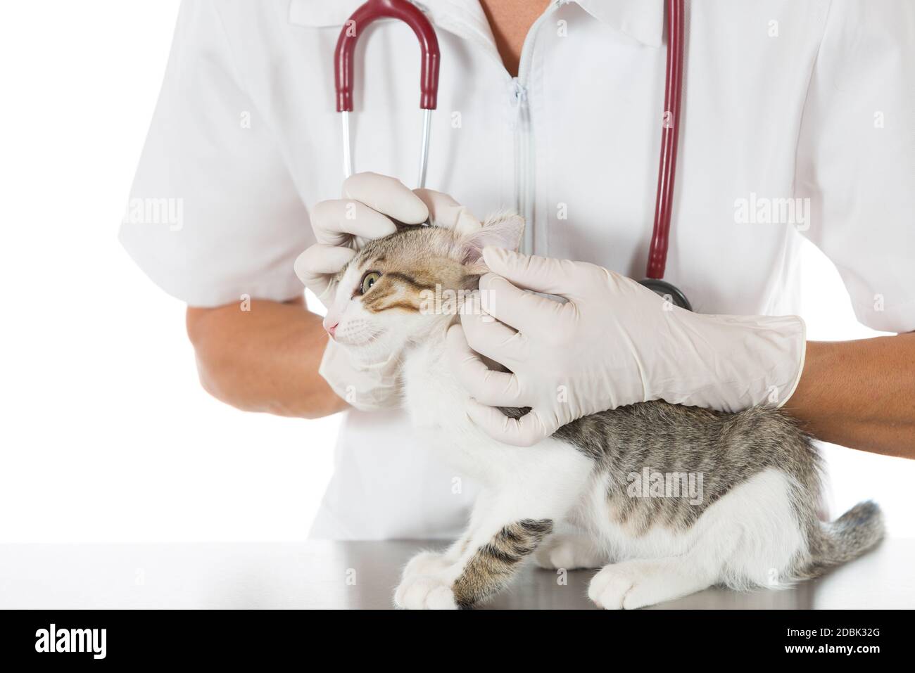 Veterinary conducting an ear cleaning a cat in clinic Stock Photo Alamy