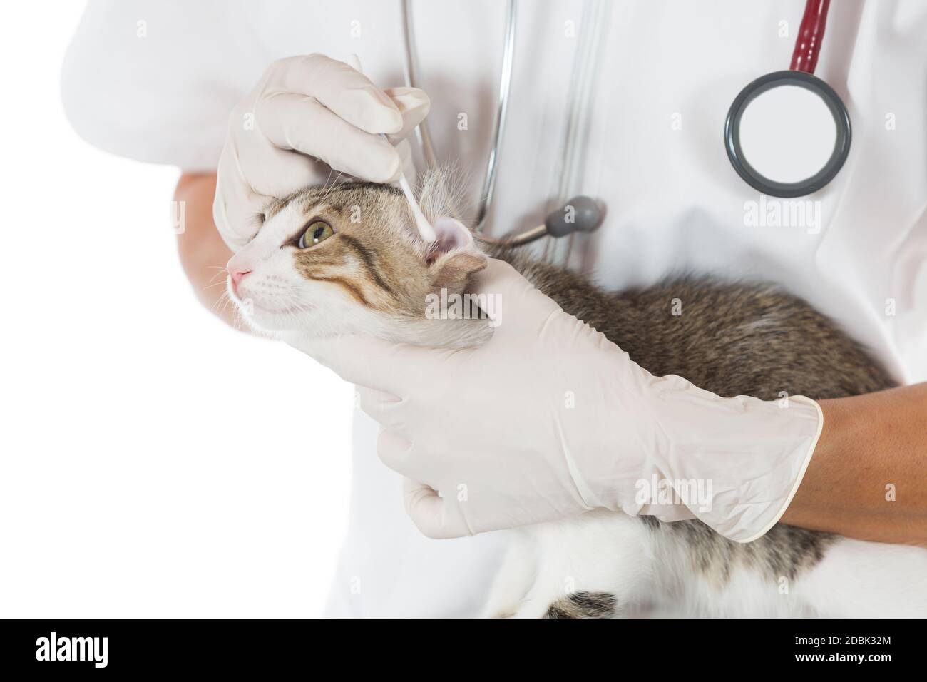 Veterinary conducting an ear cleaning a cat in clinic Stock Photo Alamy