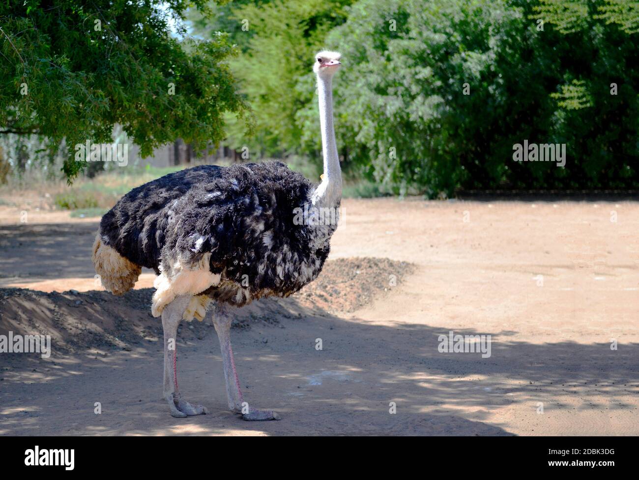 African ostrich, Oudtshoorn, South Africa Stock Photo Alamy