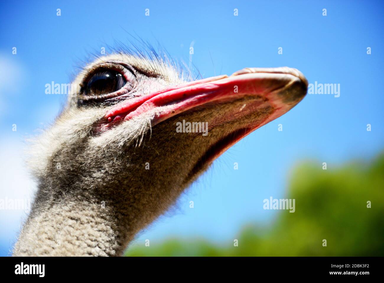 Portrait of an African ostrich, Oudtshoorn, South Africa Stock Photo