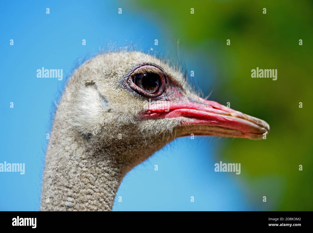 Portrait of an African ostrich, Oudtshoorn, South Africa Stock Photo