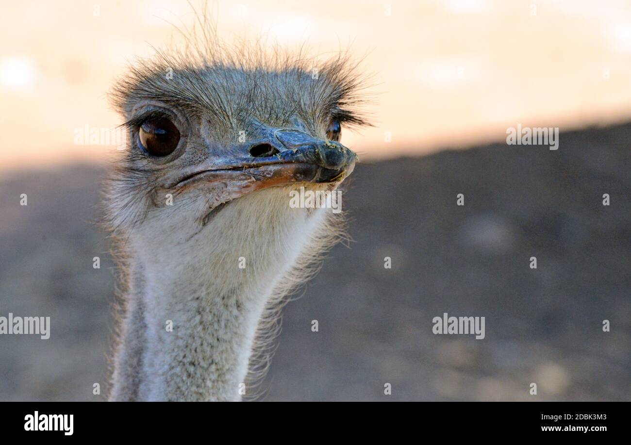 Portrait of an African ostrich, Oudtshoorn, South Africa Stock Photo
