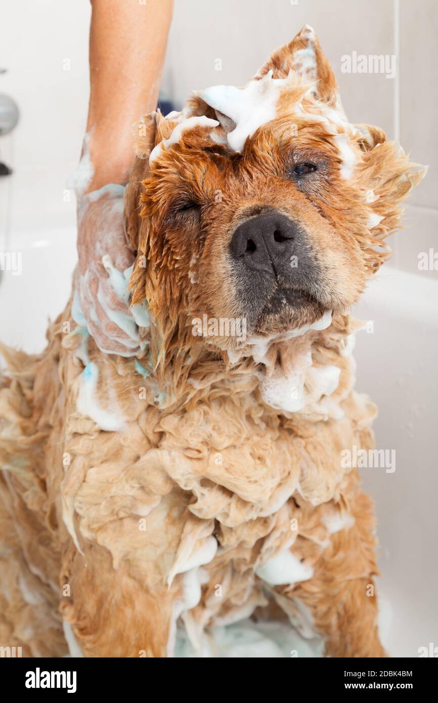 Chow chow bath hires stock photography and images Alamy