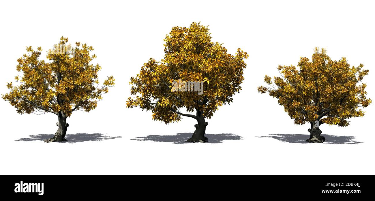 Set of American beech trees in the autumn with shadow on the floor - isolated on white background Stock Photo