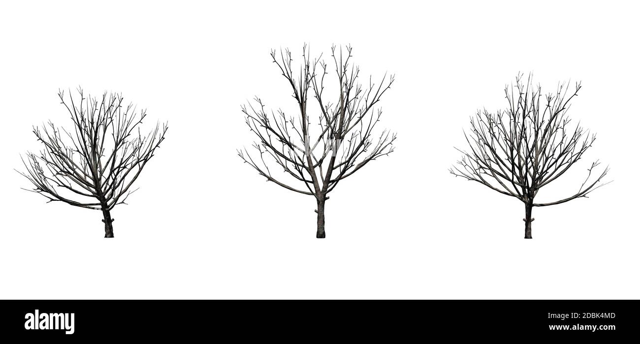 Set of Bradford Pear trees in the winter - isolated on white background Stock Photo
