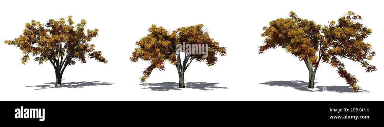 Set of American Elm trees in the autumn with shadow on the floor ...
