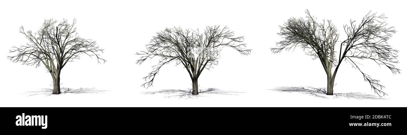 Set of American Elm trees in the winter with shadow on the floor ...
