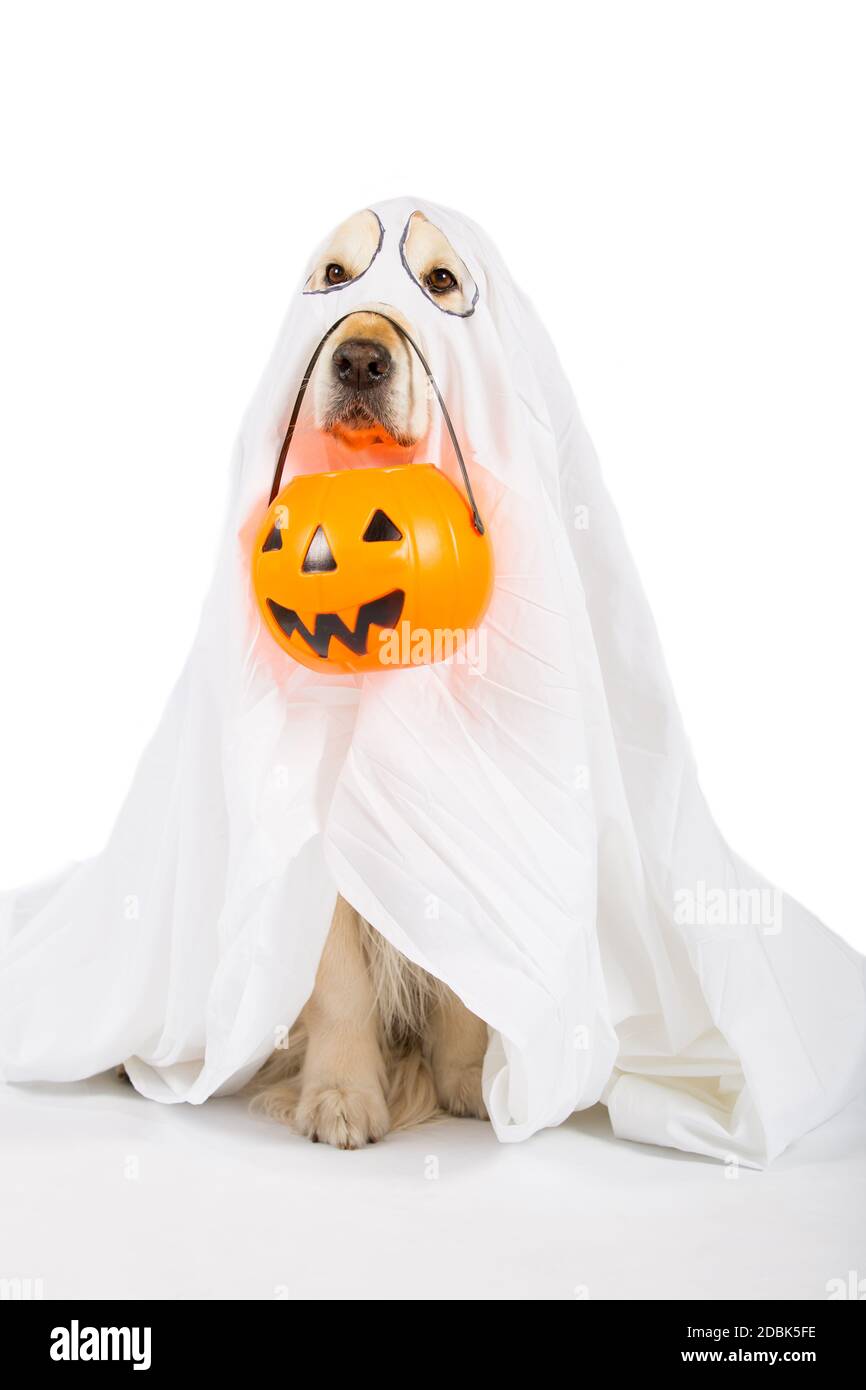 golden retriever dressed as ghost Is Home Depot selling the Golden Retriever ghost dog this year?