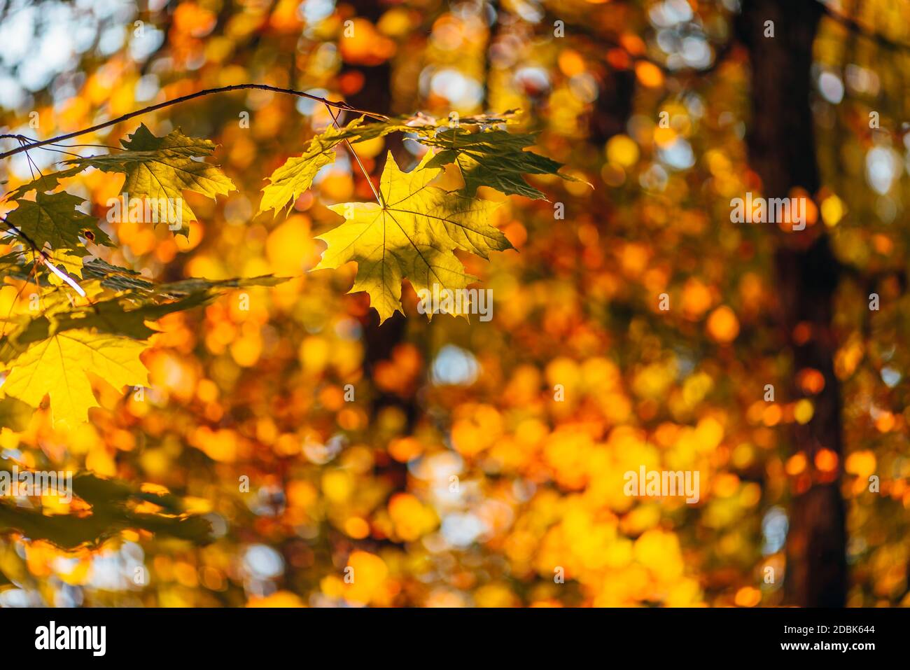 Yellow maple foliage on a forest background Stock Photo - Alamy