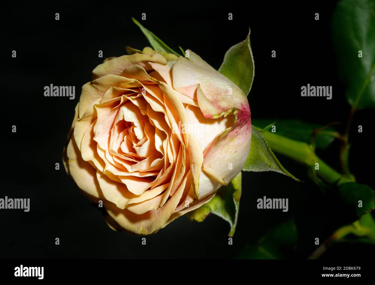 Colourful rose, on a dark background. Photographed from a close distance, in full bloom. Stock Photo