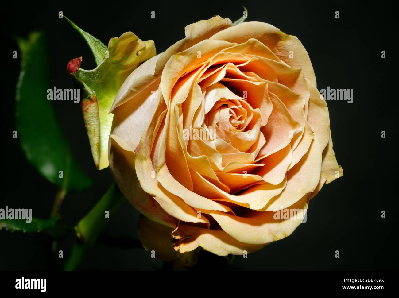 Colourful rose, on a dark background. Photographed from a close distance, in full bloom. Stock Photo