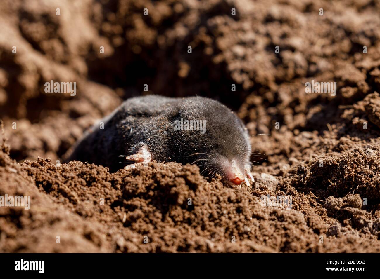 Small mole animal hi-res stock photography and images - Page 3 - Alamy Small mole animal hi-res stock photography and images - Page 3 - Alamy