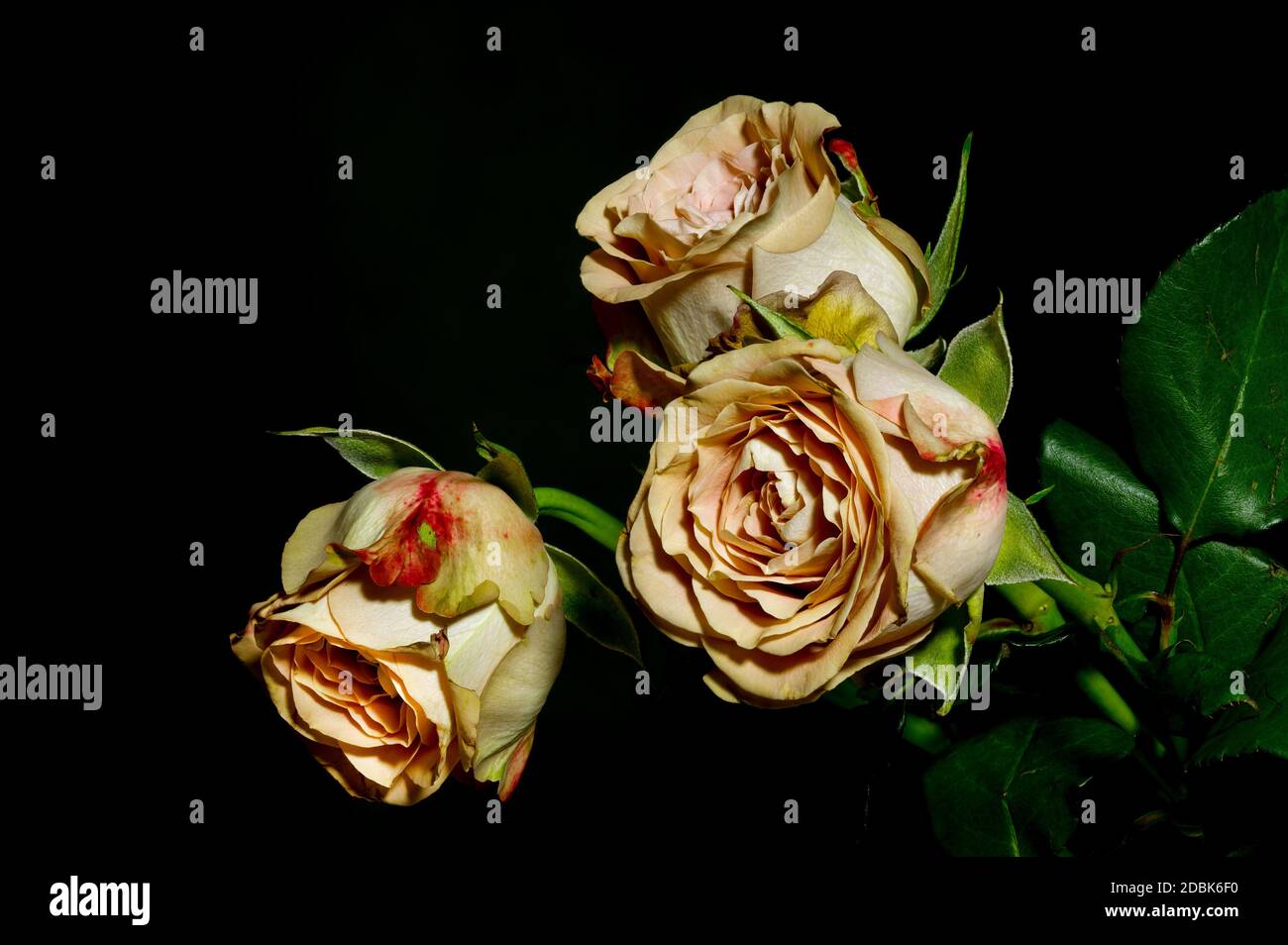 colorful roses, on a dark background. Photographed from a close distance, in full bloom. Stock Photo