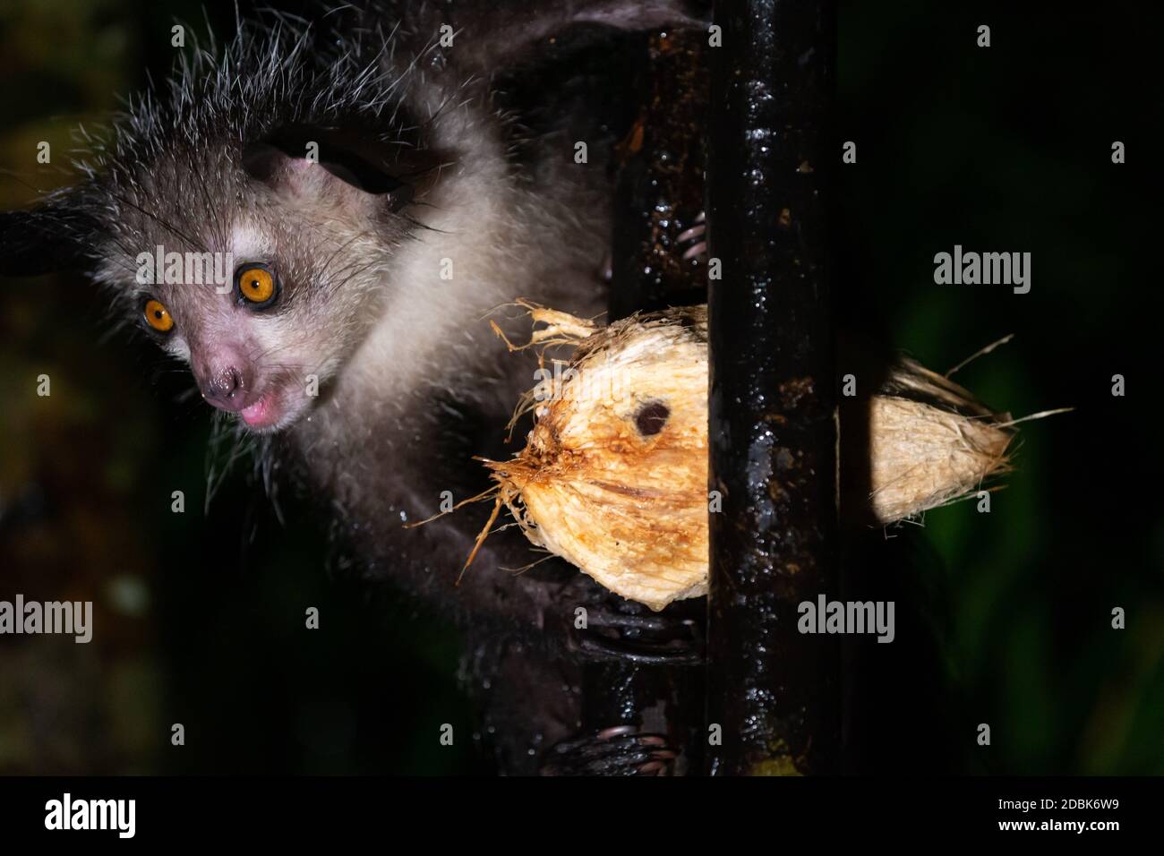 One rare, nocturnal aye-aye lemur with a coconut Stock Photo