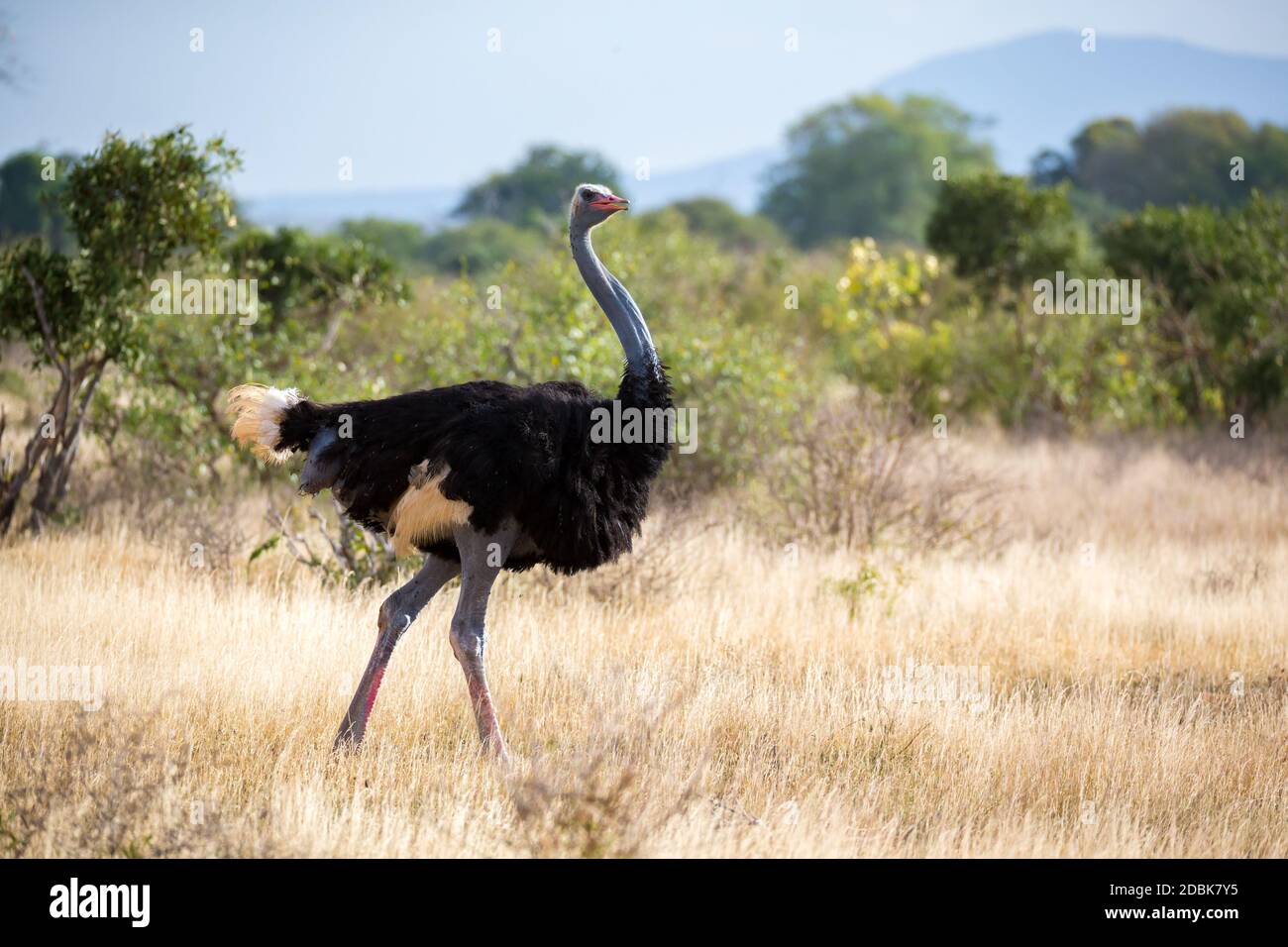One ostrich in the landscape of the savannah in Kenya Stock Photo