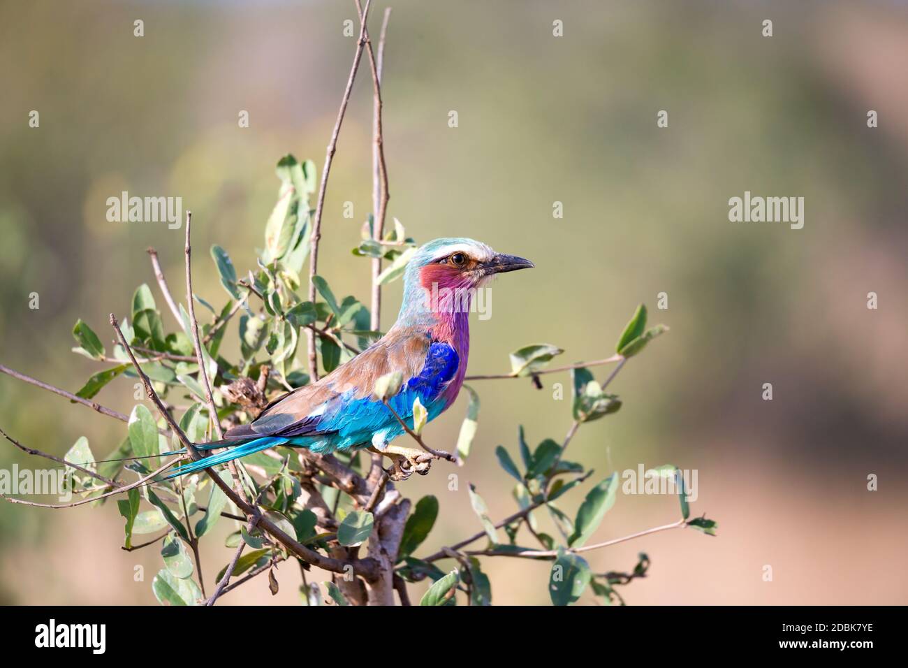 A very colorfull bird is sitting on the tree in the savannah in Kenya ...