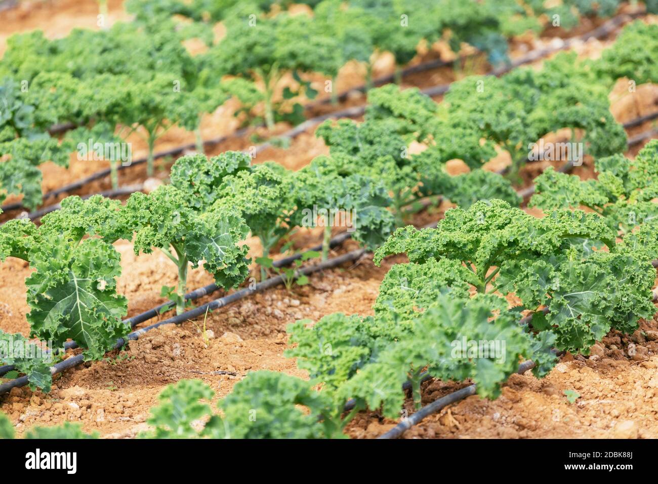 Kale growing, produce from sustainable organic agriculture Stock Photo