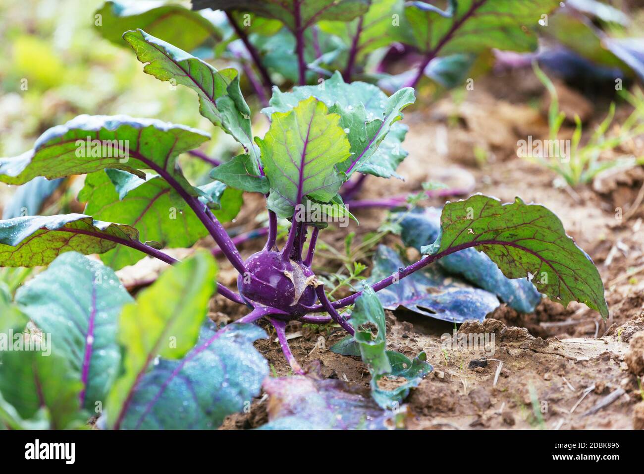 Purple celeriac growing, produce from sustainable organic agriculture ...