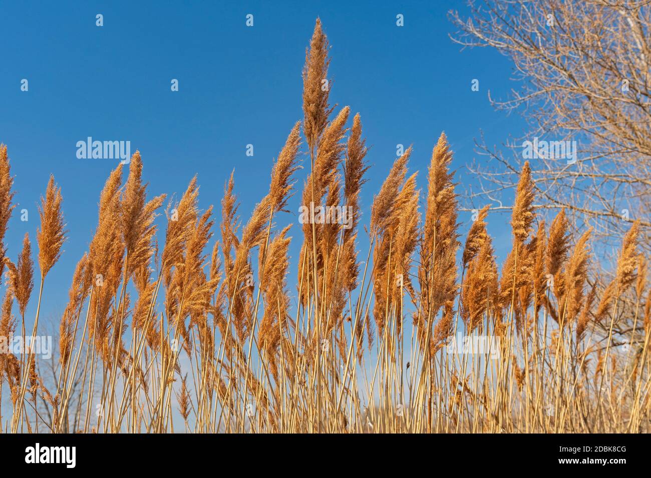 Prairie Grasses in the Sun in Midewin National Tallgrass Prairie in Wilmington, Illinois Stock Photo