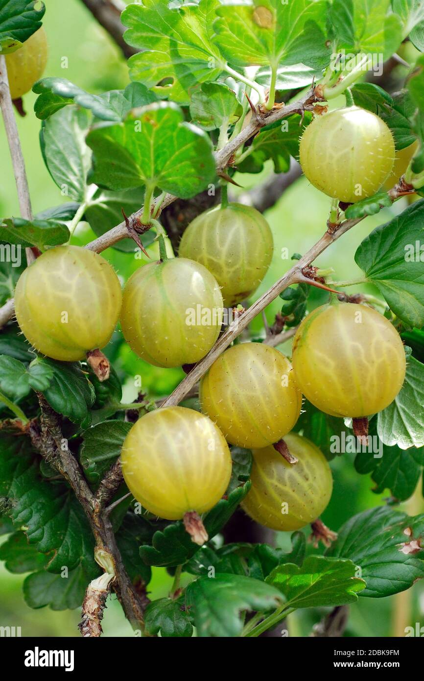 Stachelbeere, Ribes uva-crispa 'Rixanta' Stock Photo