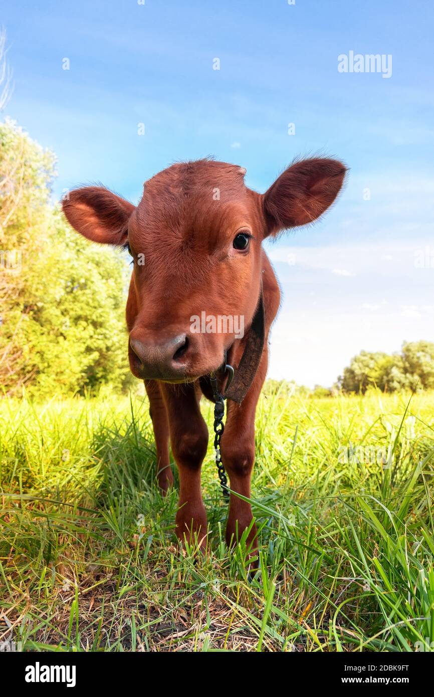 Red angus heifer portrait picture blue sky background Stock Photo - Alamy