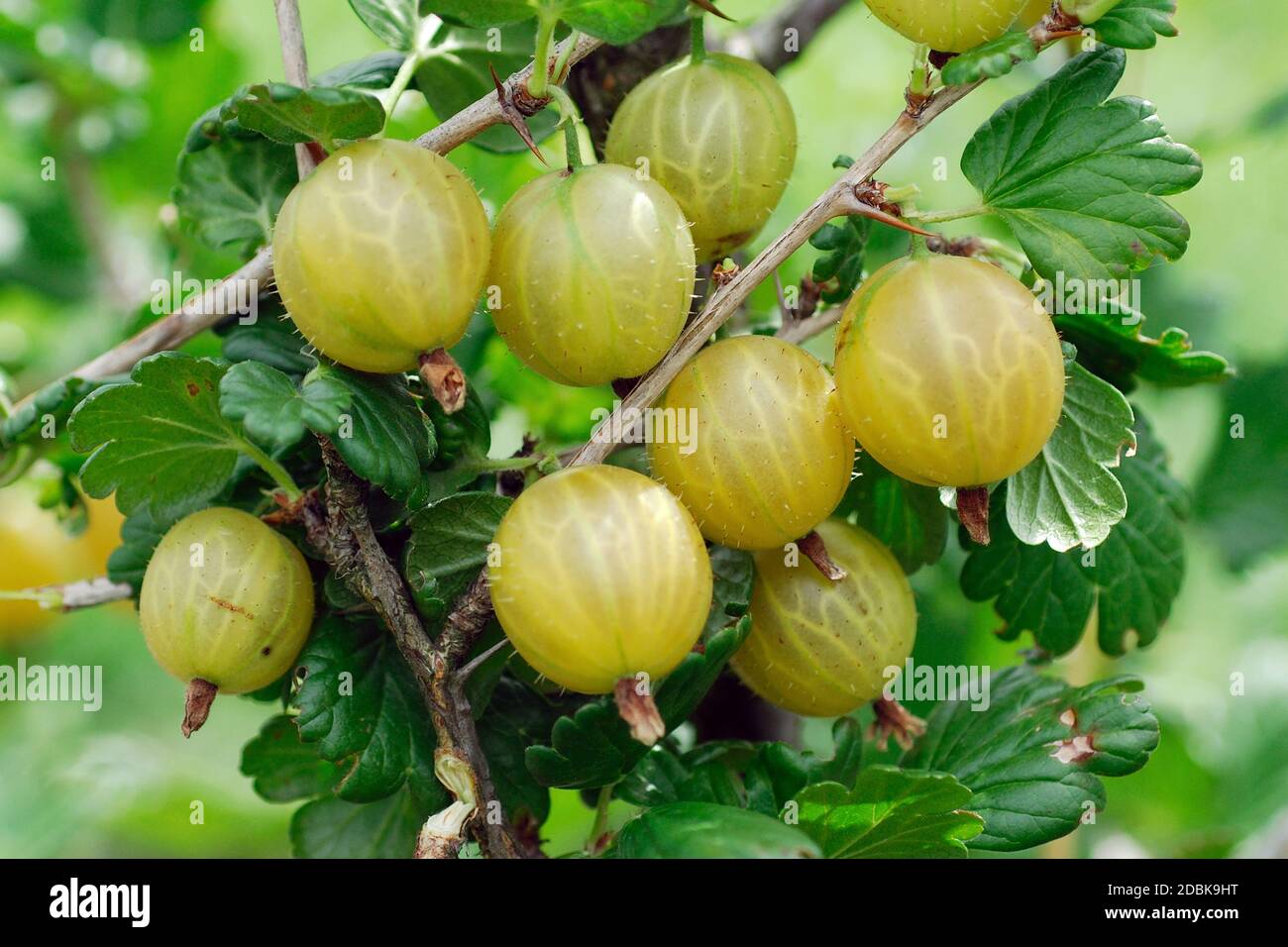 Stachelbeere, Ribes uva-crispa 'Rixanta' Stock Photo