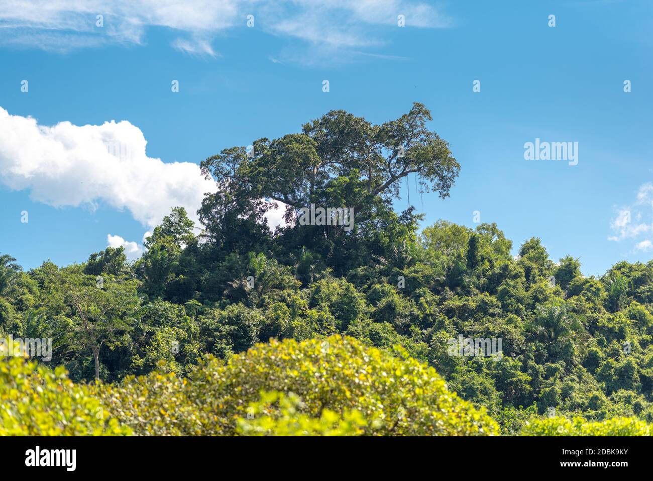 Tropical evergreen forest hi-res stock photography and images - Alamy