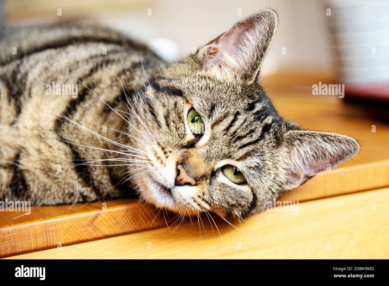 Katze entspannt liegend Stock Photo