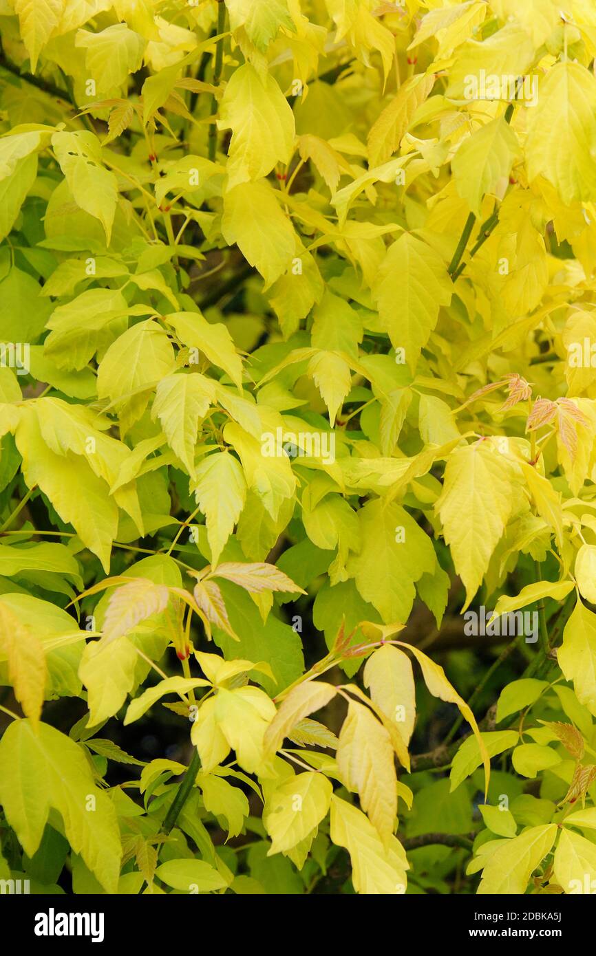 Gold-Eschenahorn (Acer negundo 'Odessanum') Stock Photo