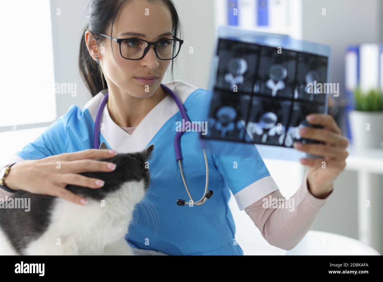 Veterinarian examines the xray next to the cat Stock Photo Alamy