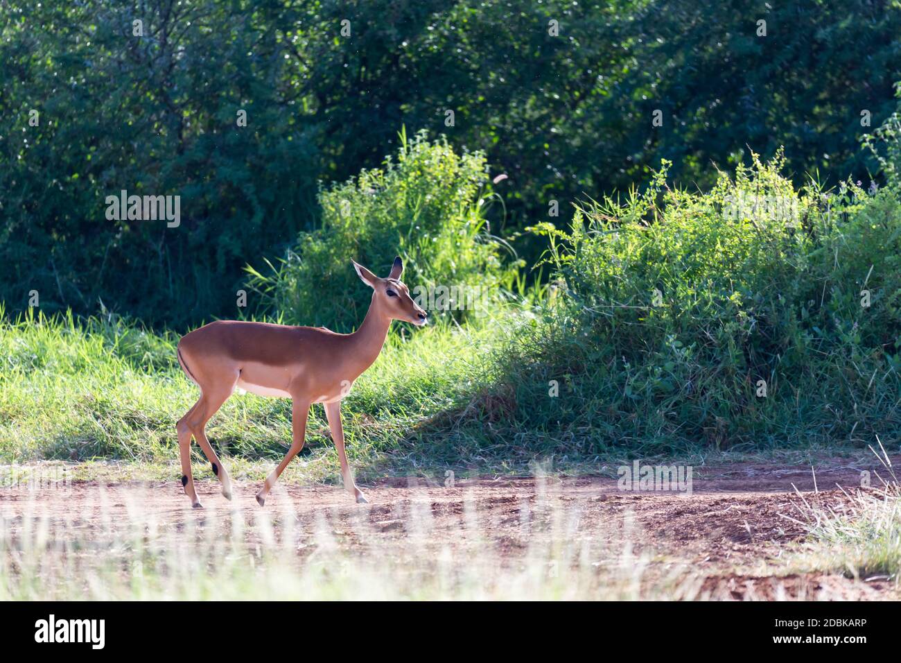 Gazelle standing in grassy hi-res stock photography and images - Alamy
