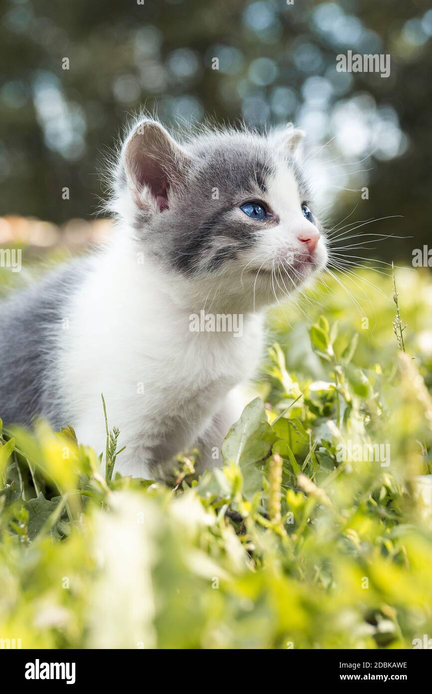 Little cute fluffy gray kitten in green grass on a summer day. Portrait ...