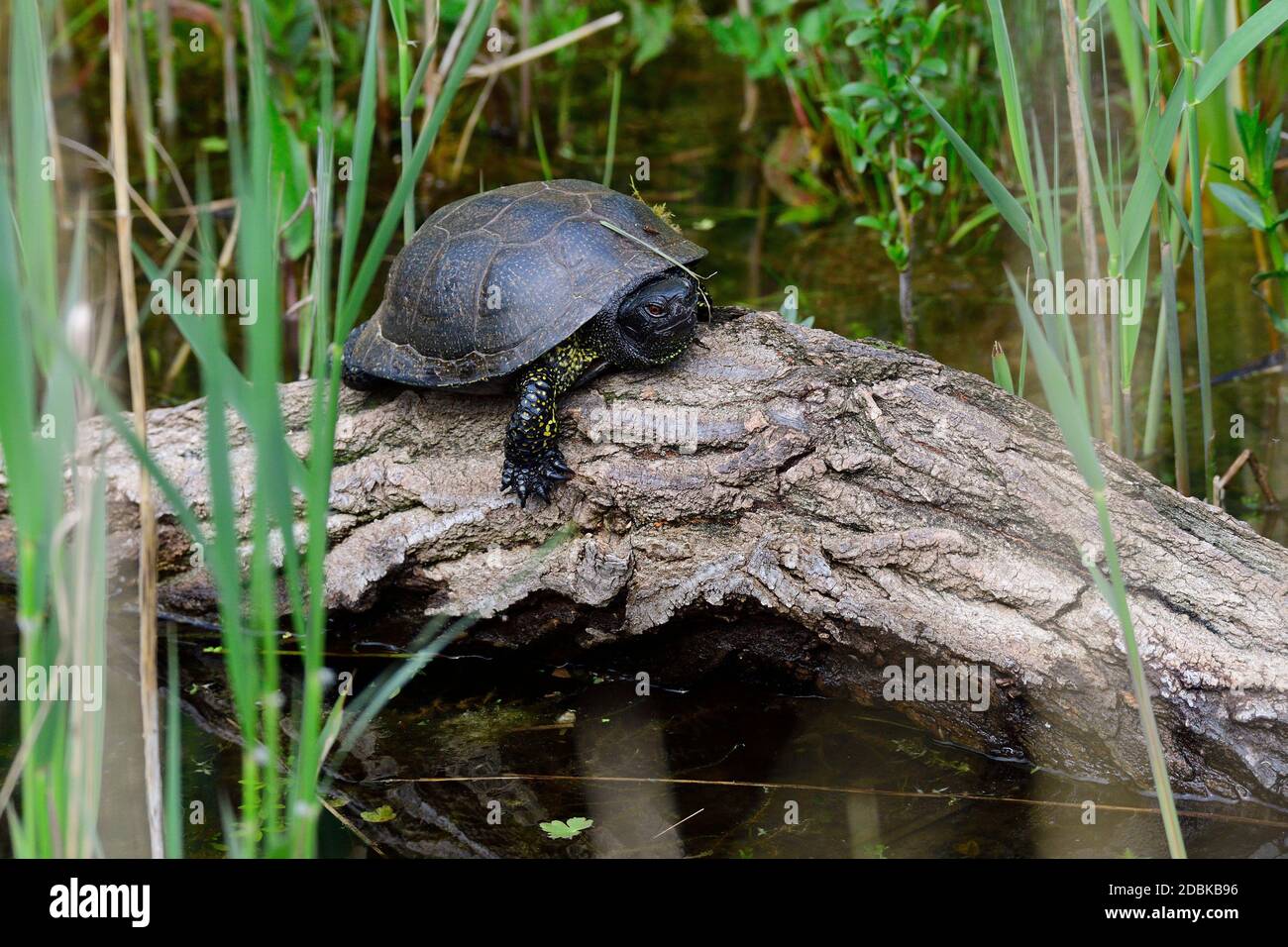European pond turtle while sunbathing Stock Photo
