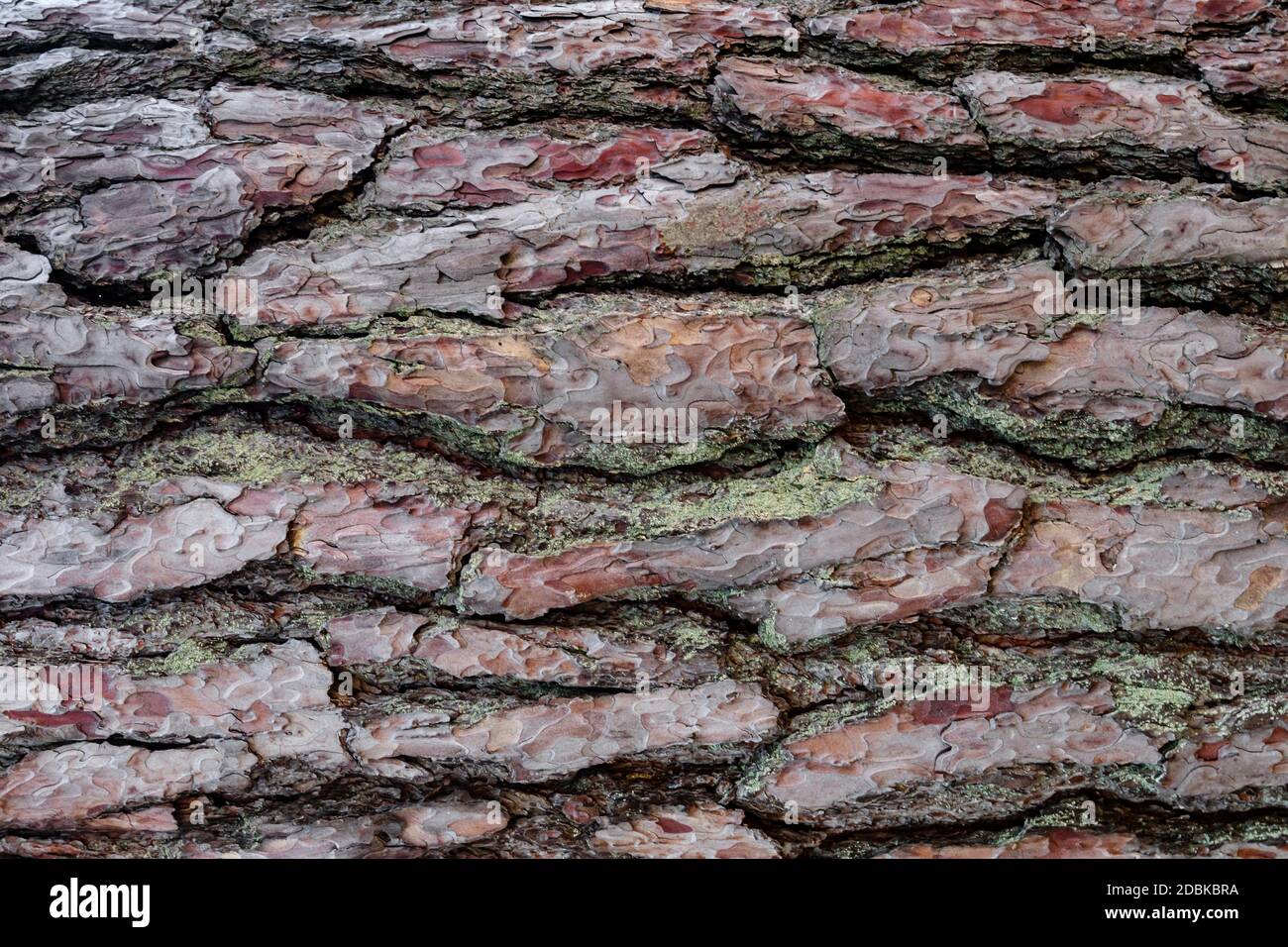 Pine tree bark background. Red pinus texture closeup. Ponderosa wood close macro. Old cedar skin, abstract wooden pattern. Detail textured rough natur Stock Photo