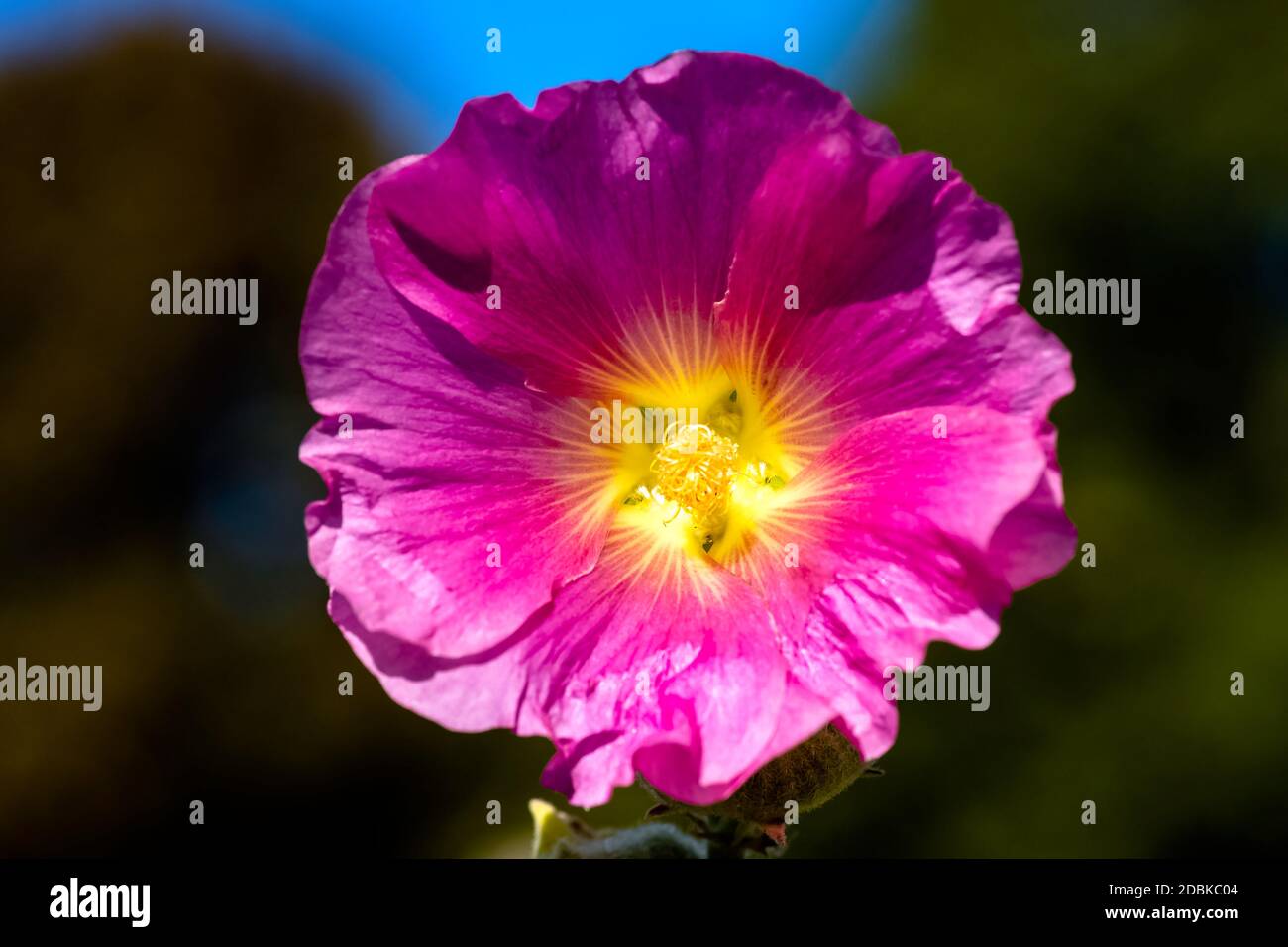 Alcea setosa known as bristly hollyhock in British park - London, UK Stock Photo