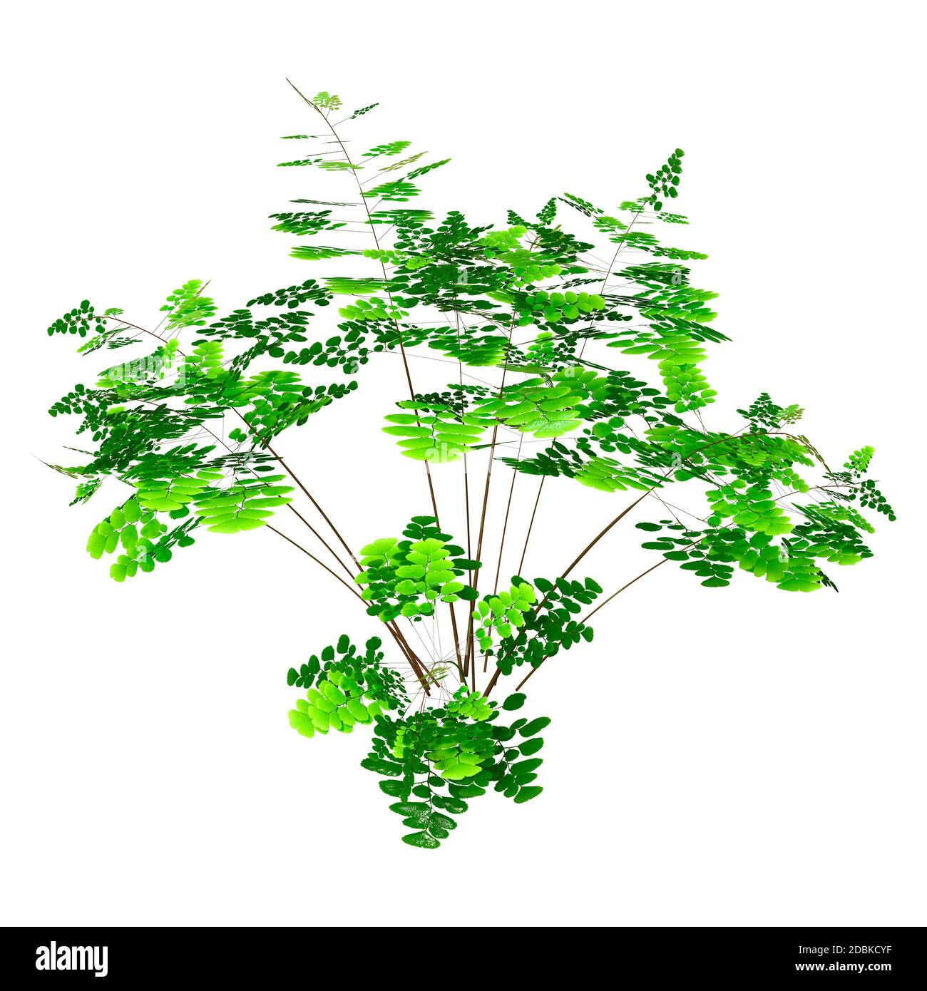 3D rendering of a maidenhair plant isolated on white background Stock ...