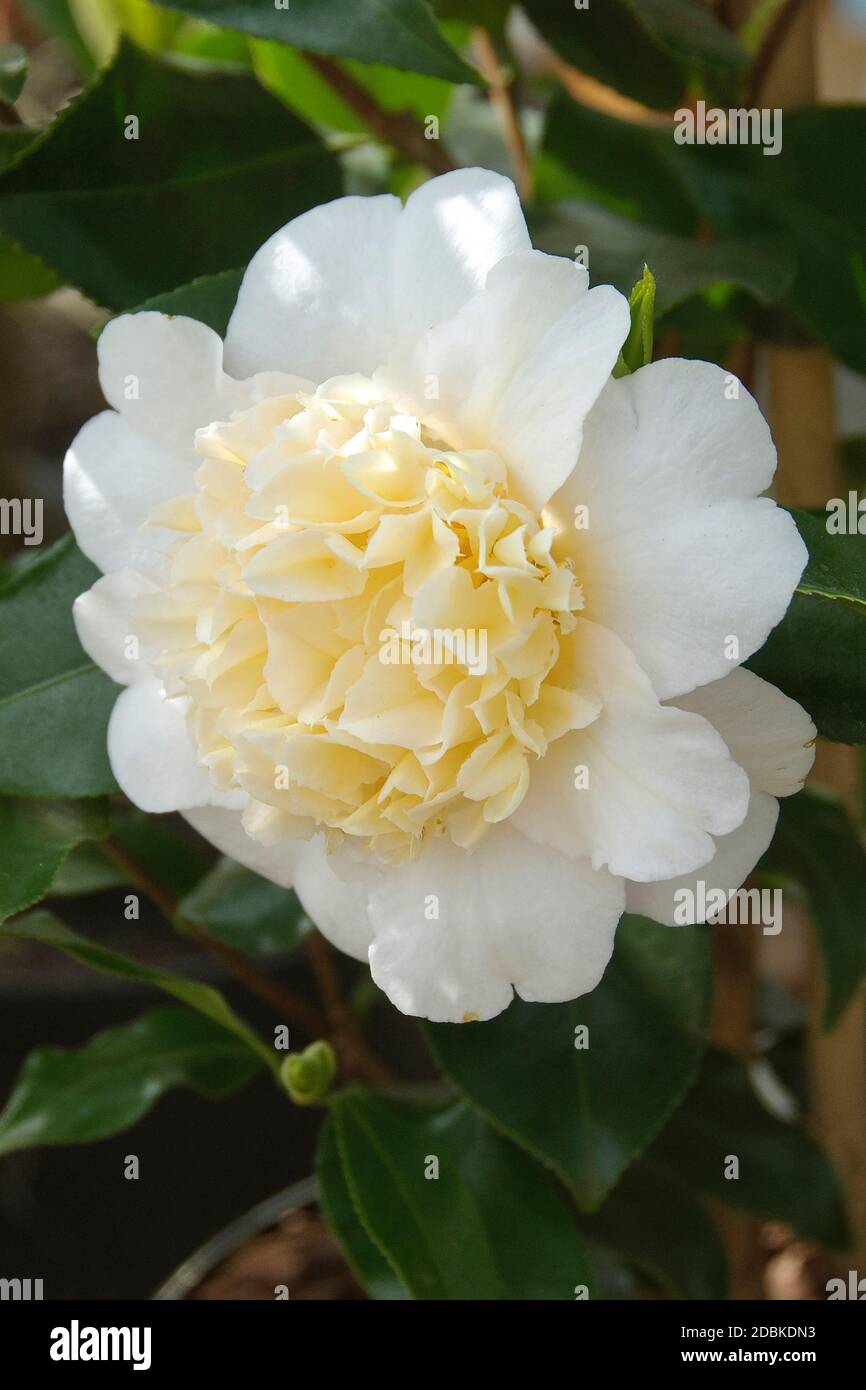Kamelie (Camellia ◊ williamsii 'Jury's Yellow') Stock Photo