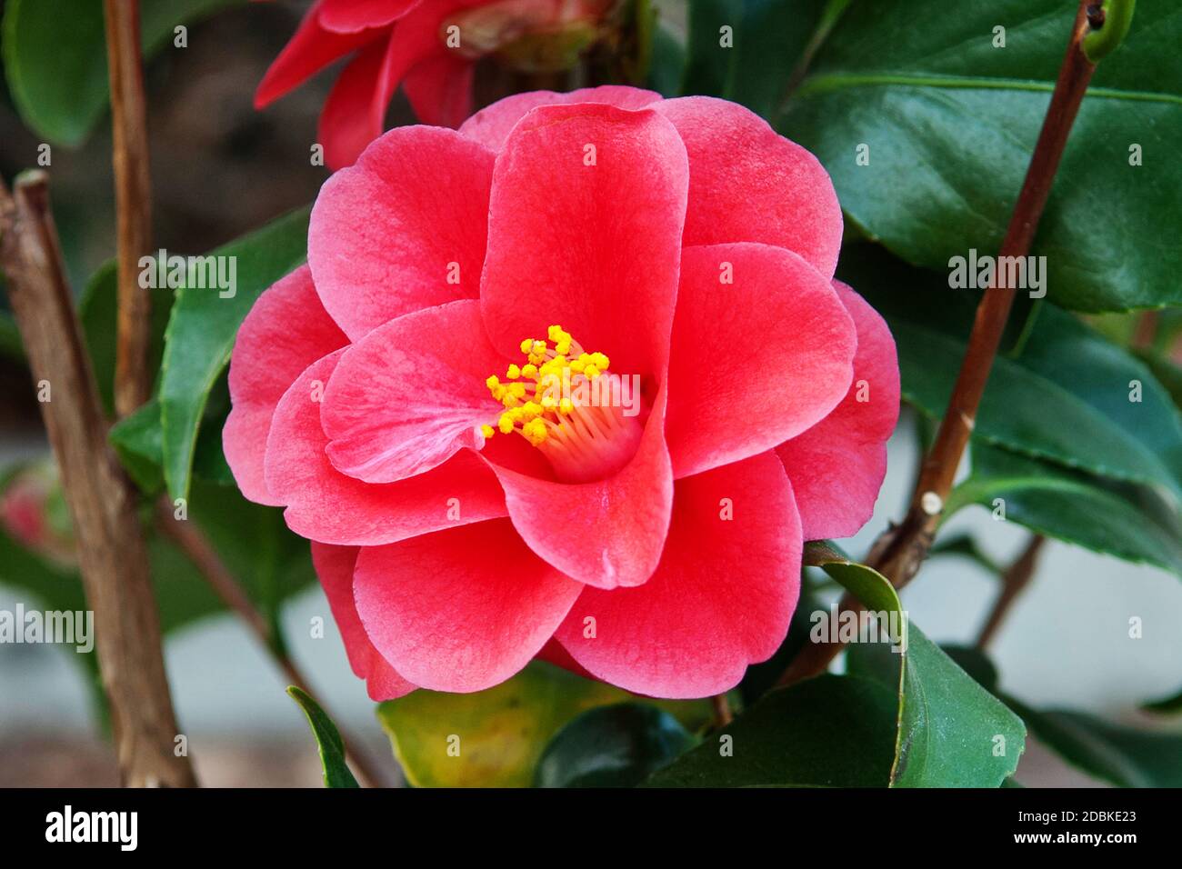 Kamelie (Camellia reticulata 'Mary Williams') Stock Photo
