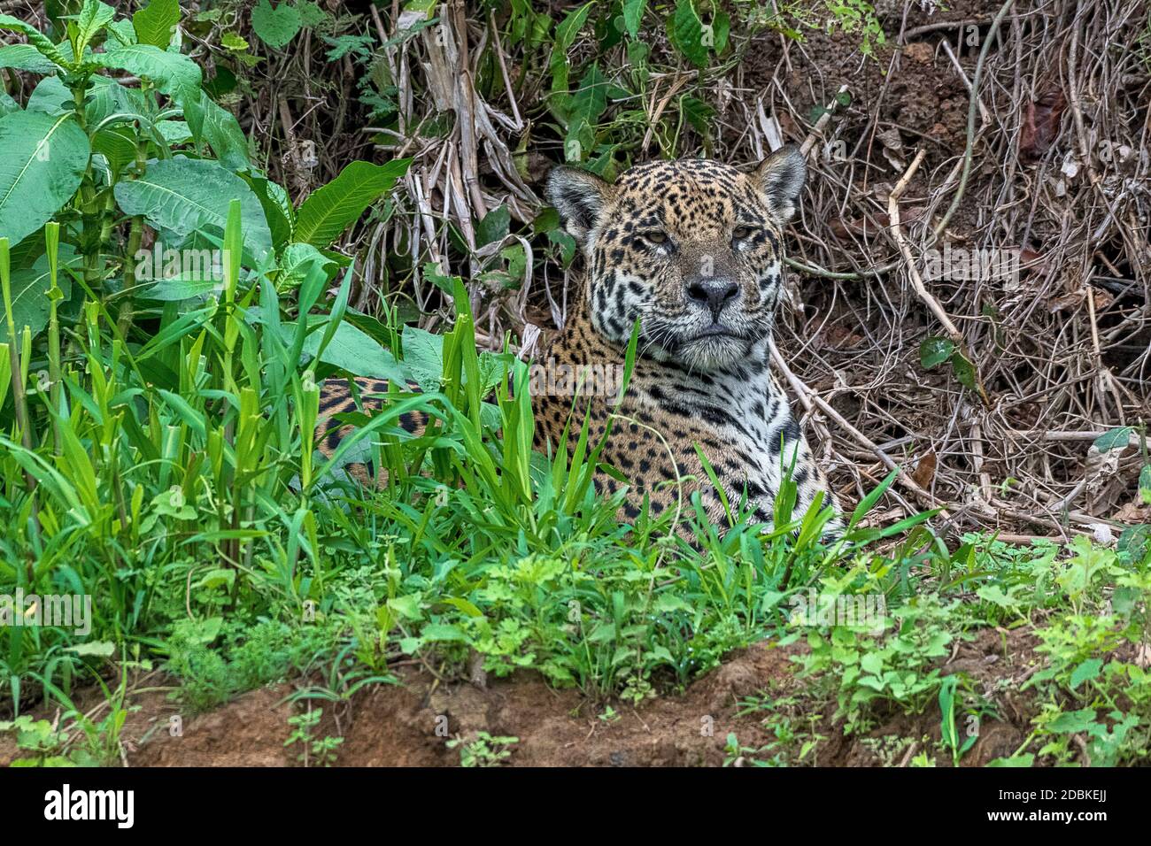 Jaguar (Panthera Onca), liegt versteckt, Matto Grosso do Sul, Pantanal, Brasilien Stock Photo