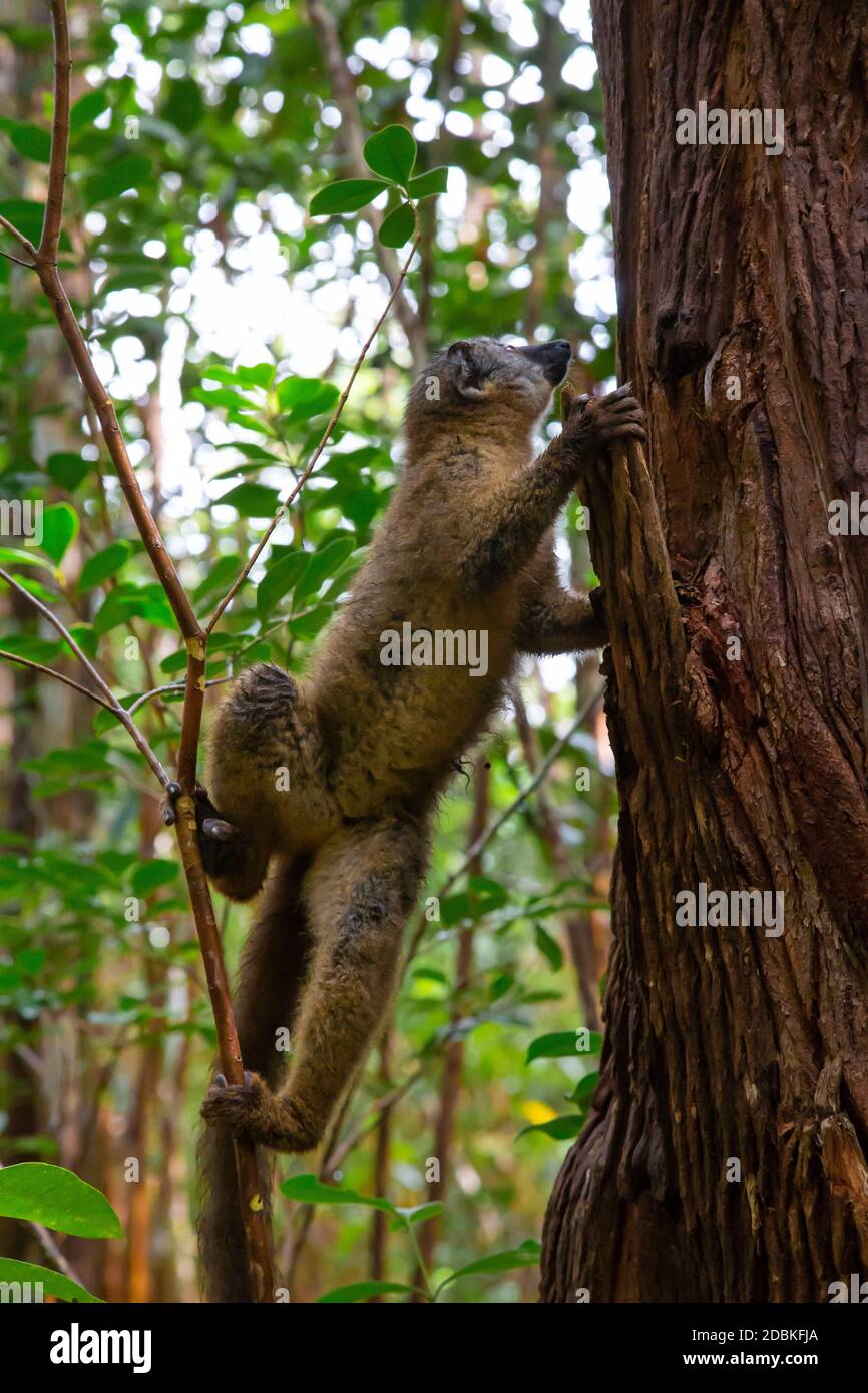 The brown maki lemur bounces on the trees Stock Photo