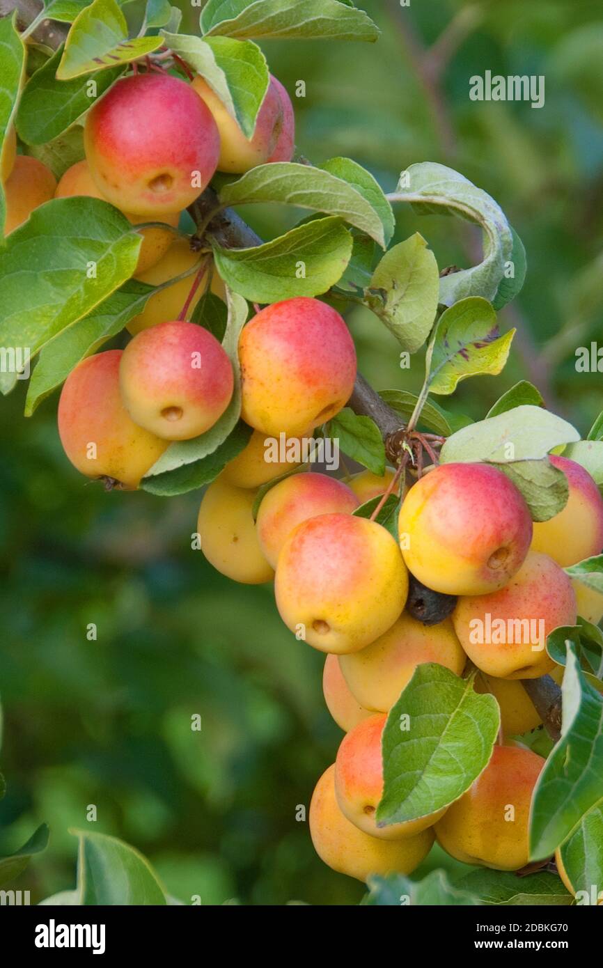 Zier-Apfel (Malus 'Butterball') Stock Photo