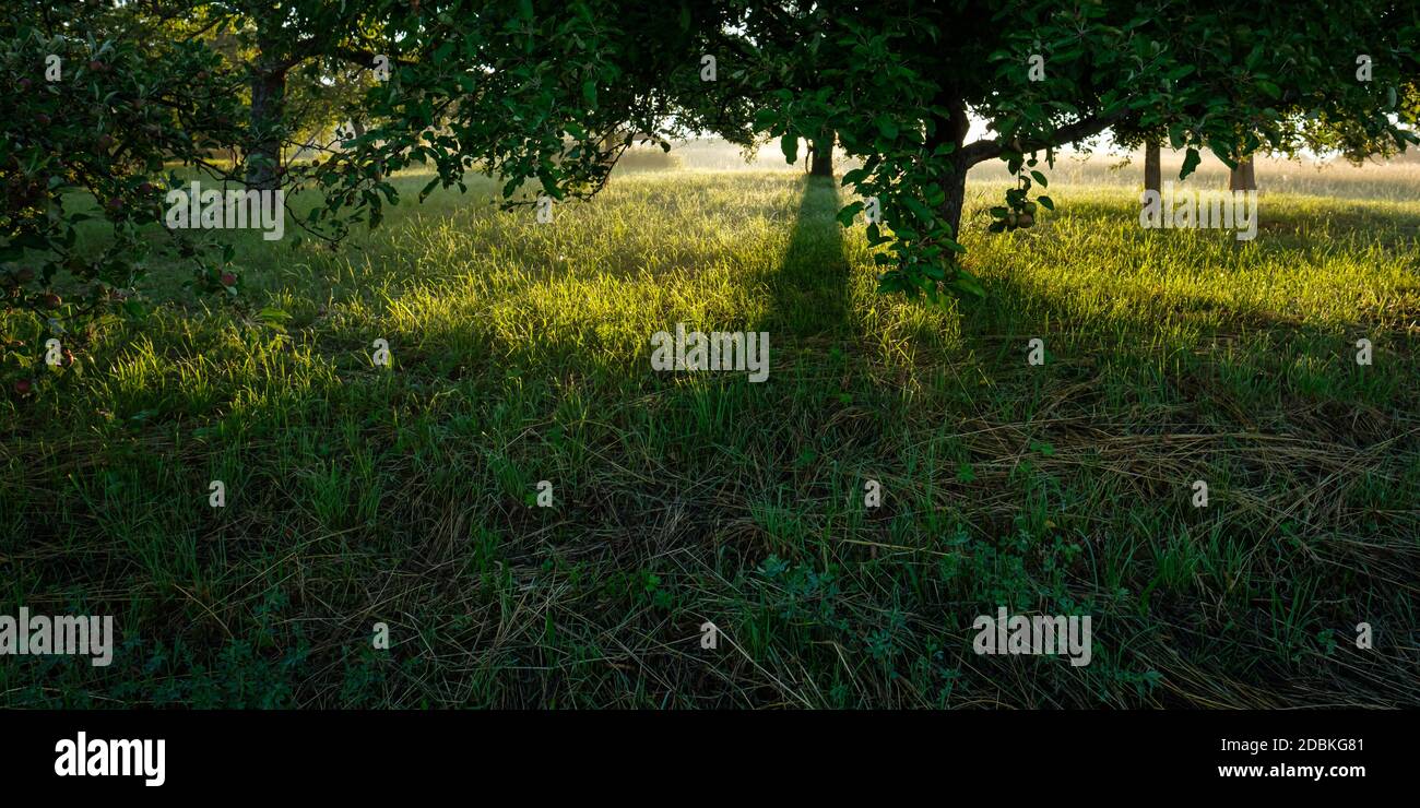 Apple trees in back lit of morning sun panoramic Stock Photo - Alamy