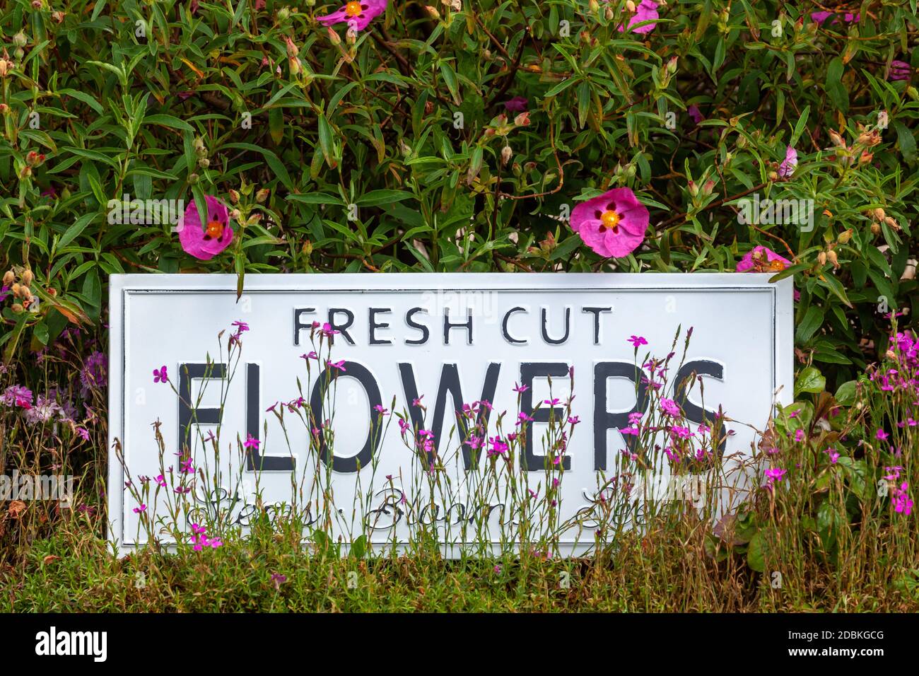 Beautiful summer flowers in a garden bed with a white sign saying fresh cut flowers. Close up of an amazing display of blooming plants of many colours Stock Photo