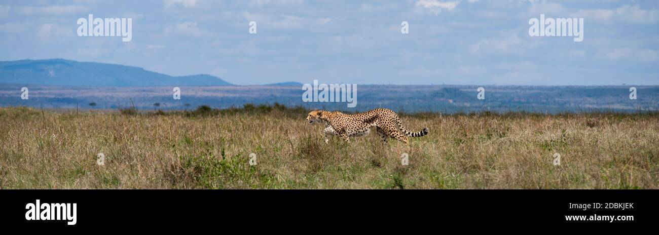 Africa, Kenya, Northern Serengeti Plains, Maasai Mara. Female cheetah (WILD: Acinonyx jubatus) endangered species. Stock Photo