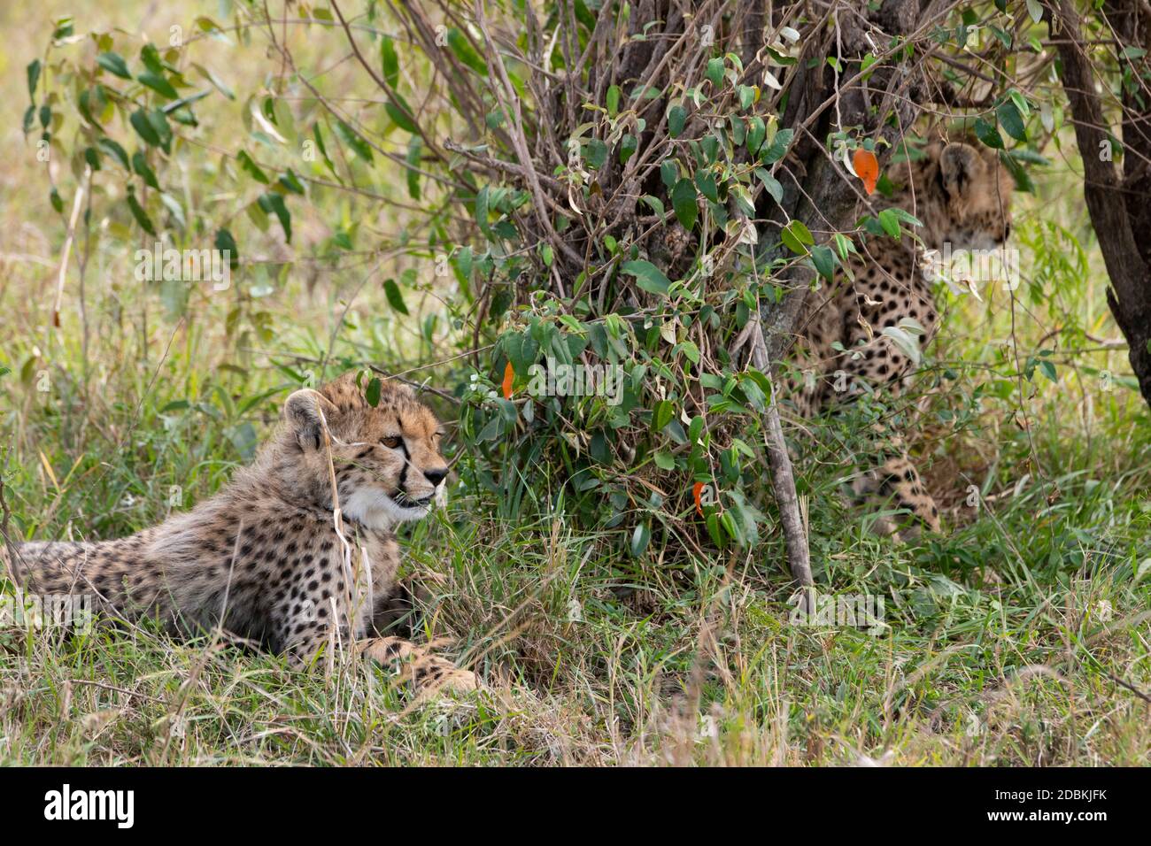 Africa, Kenya, Northern Serengeti Plains, Maasai Mara. Young cheetahs (WILD: Acinonyx jubatus) endangered species. Stock Photo